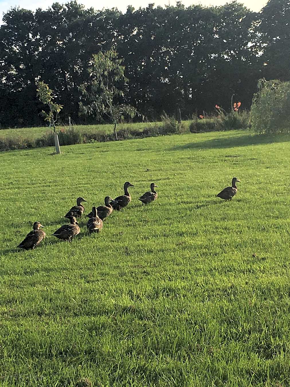 Ducks arriving for feeding