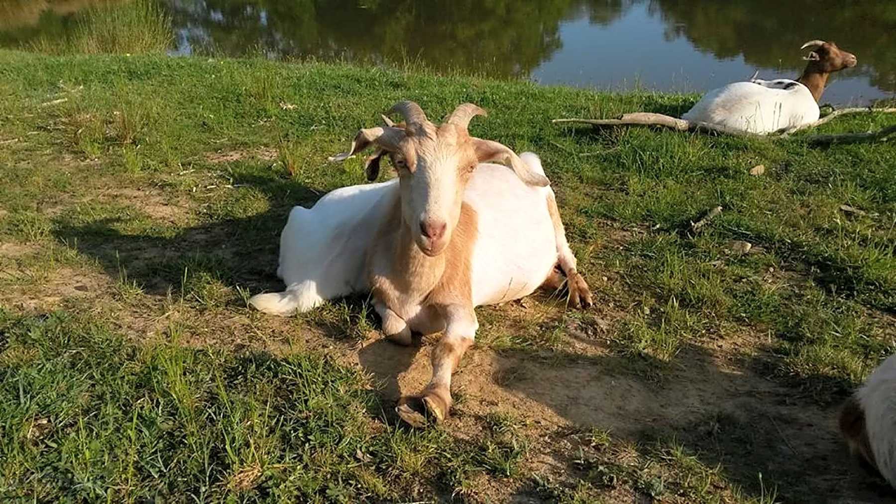 Molly the goat and her baby Looby Lou