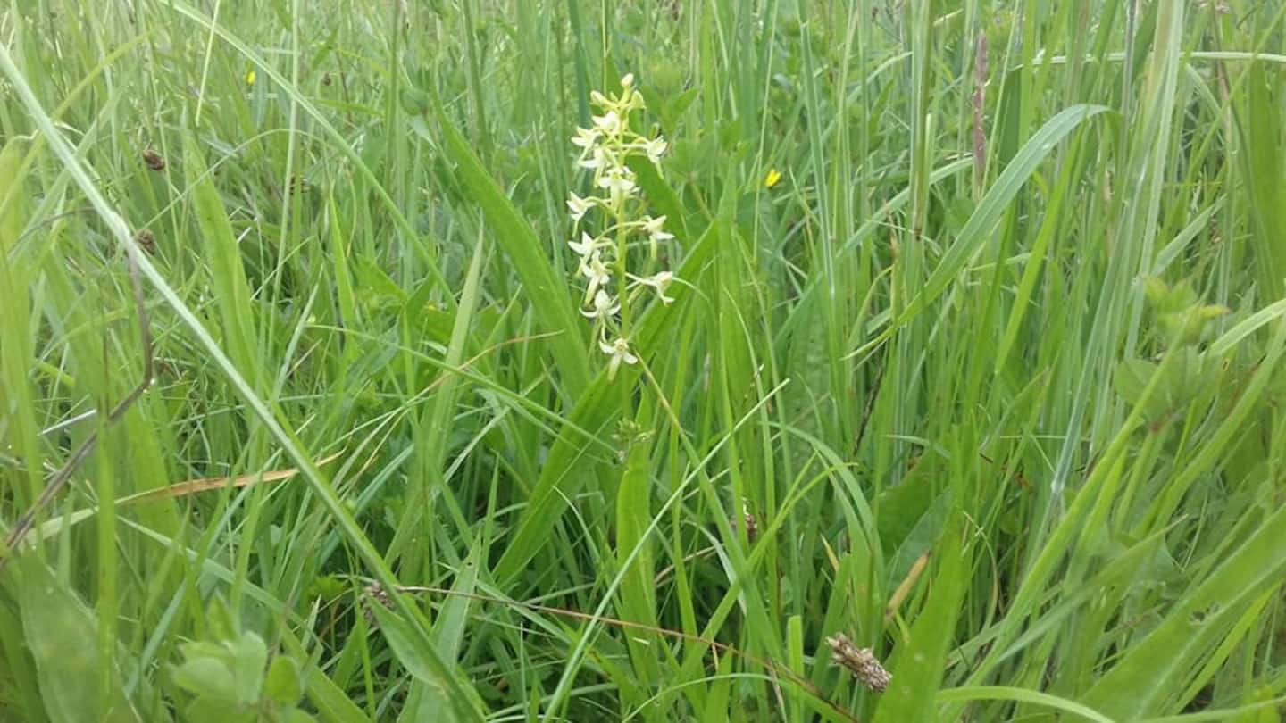 Rare Lesser Butterfly Orchid