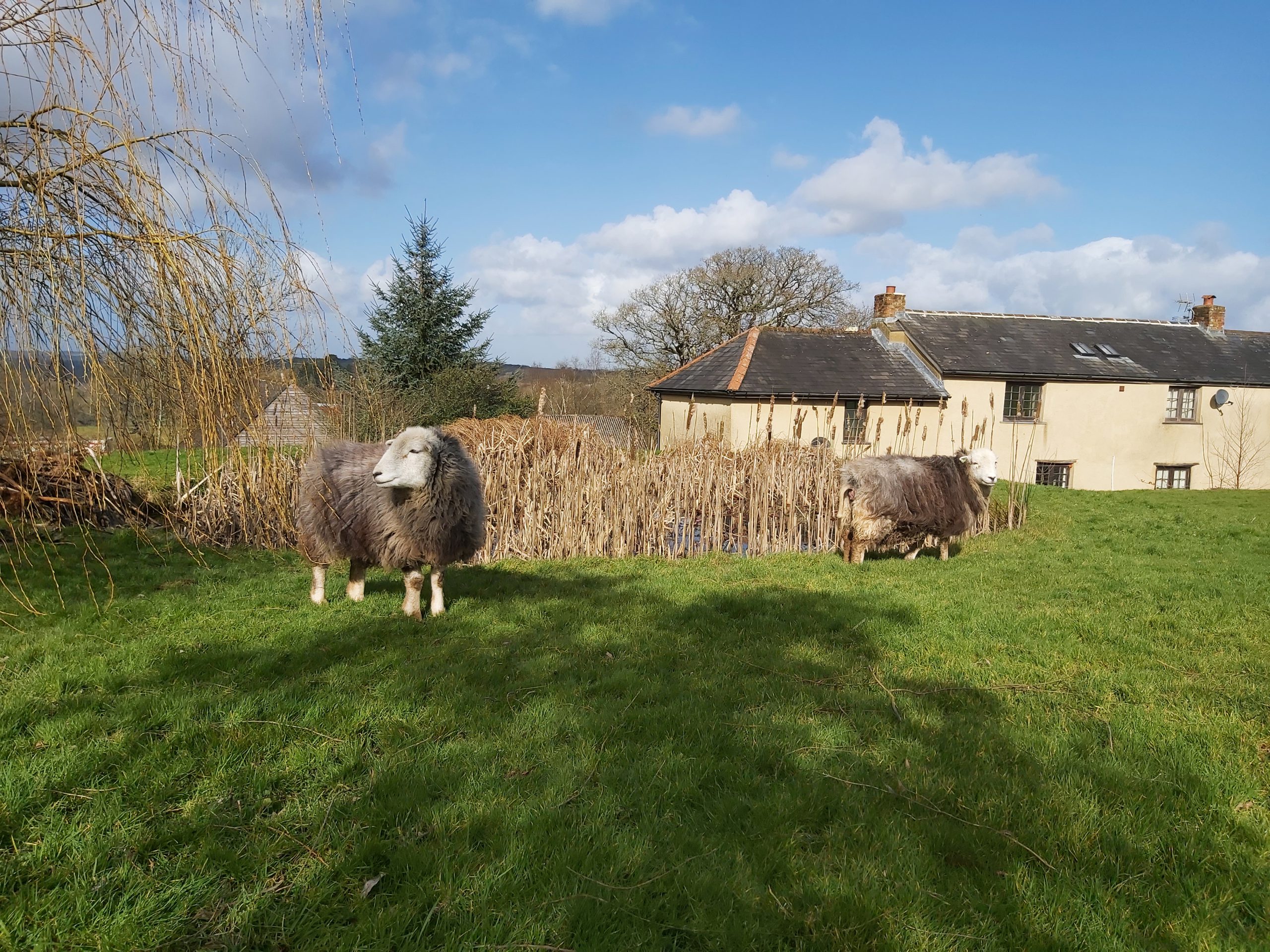 Herdwick Sheep by the pond