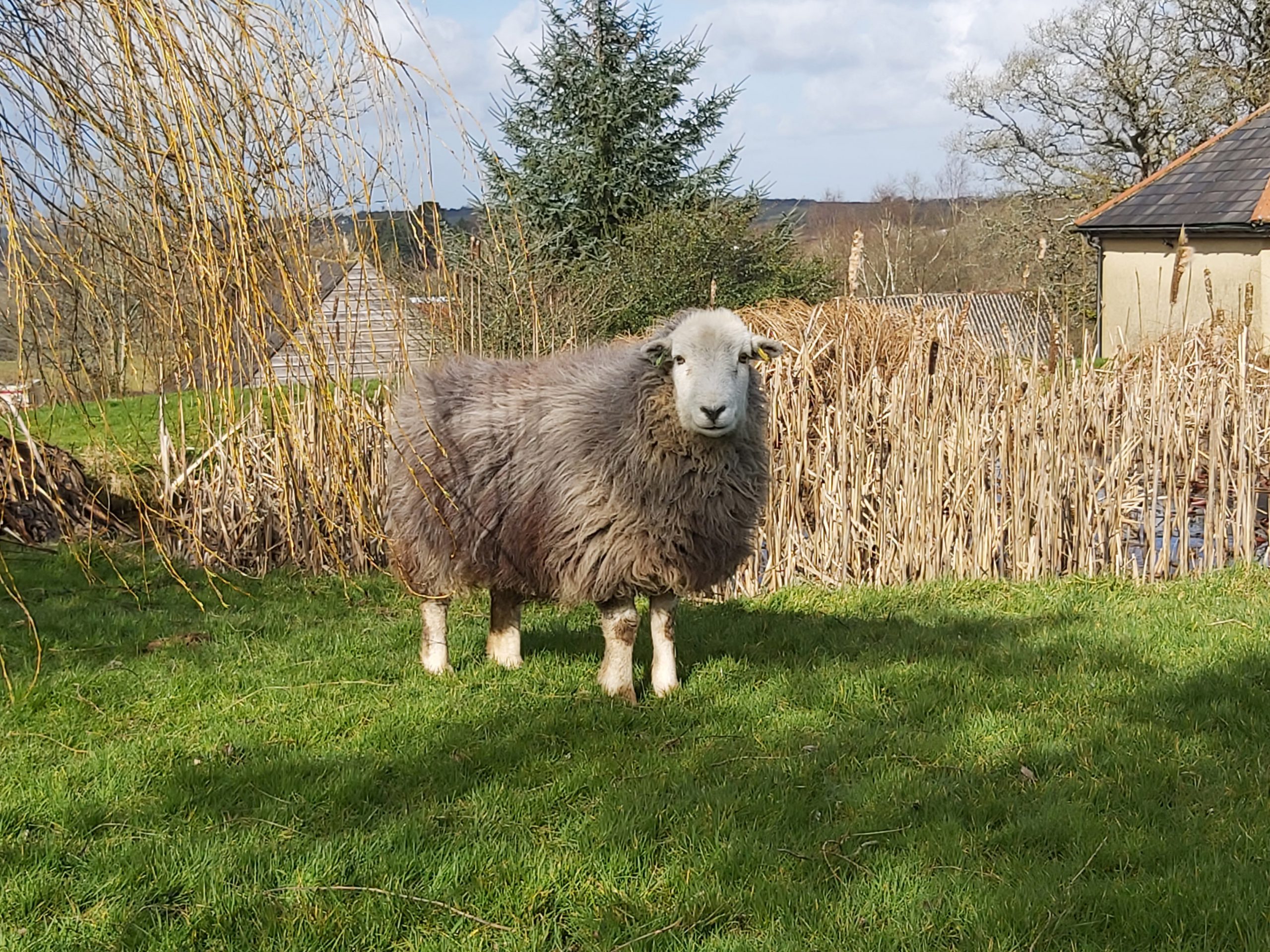 Herdwick Sheep by the pond